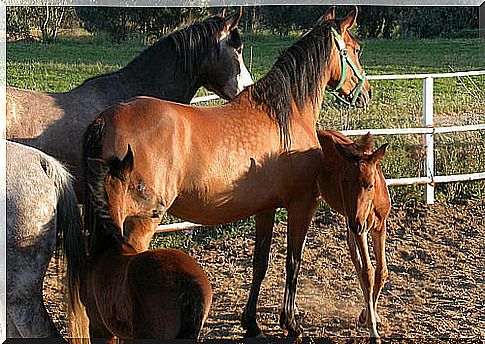 Caballos