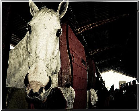 Caballo en la cuadra