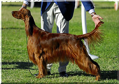 How Canine Beauty Contests Work