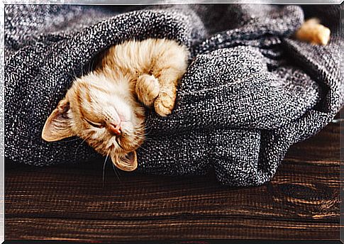 How do temperature changes affect your cat?