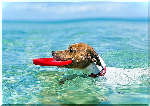 How does your dog spend a summer vacation?  Here we tell you