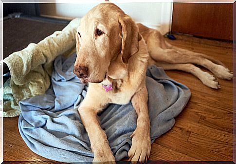 Behavior problems in older dogs