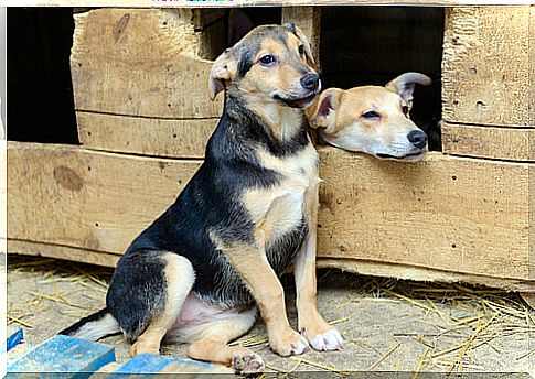 Mixed and purebred dogs