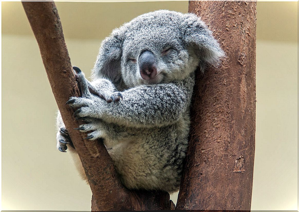 How much do koalas sleep?