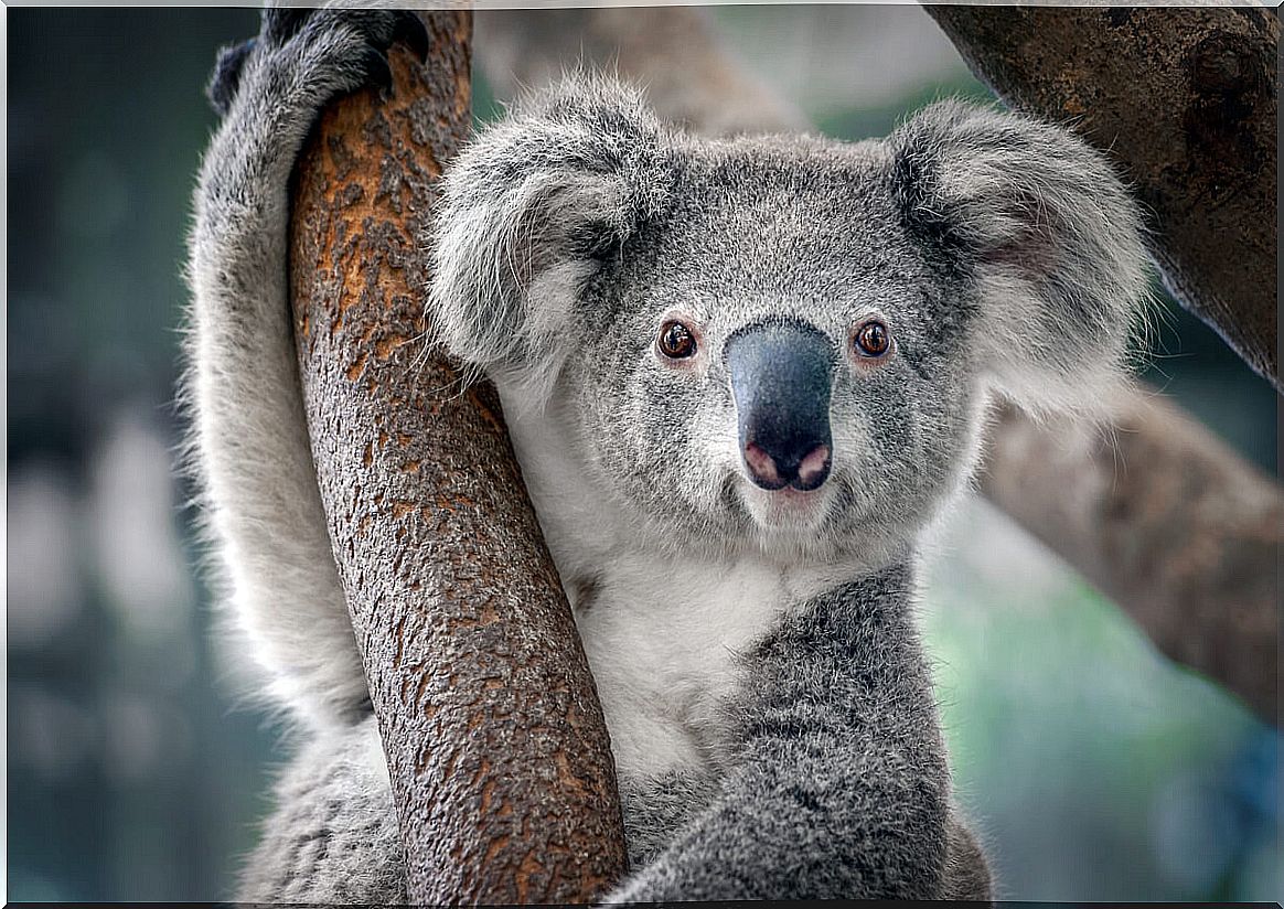 The koala is an endangered species.