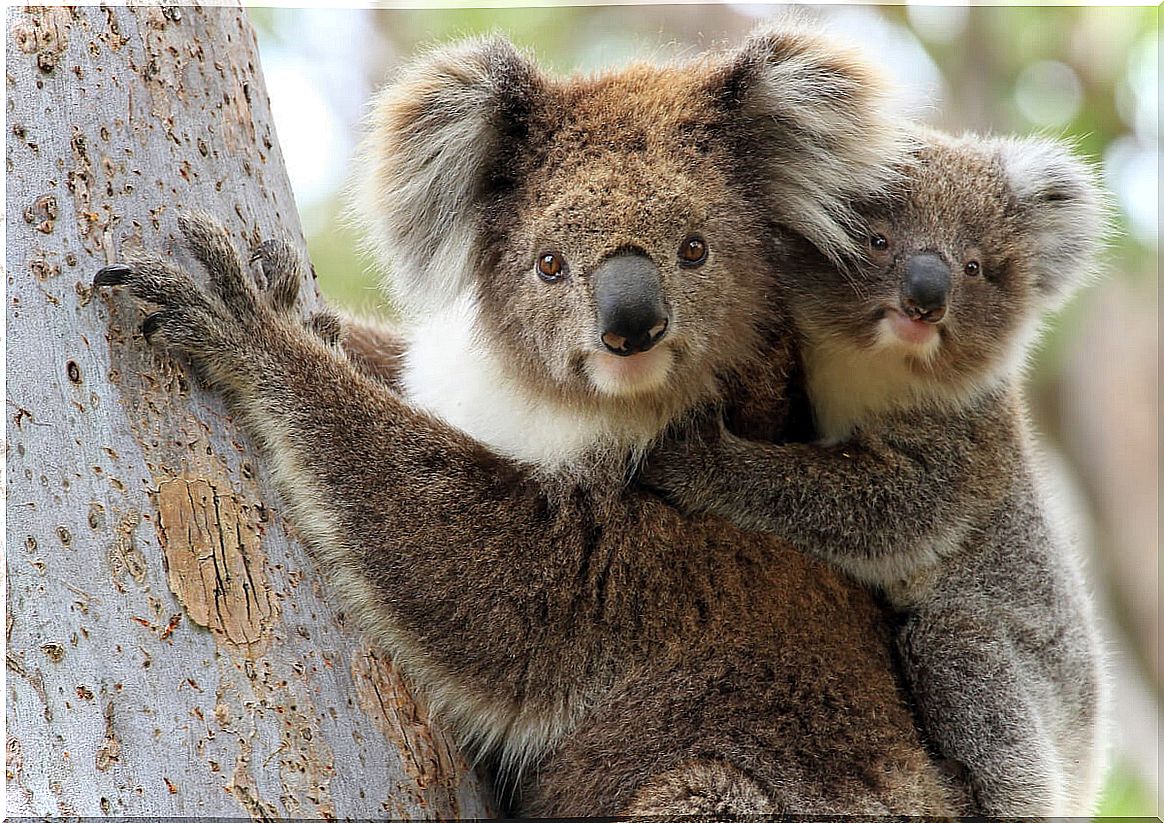 How much do koalas sleep?