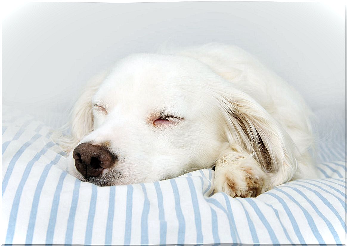 An albino dog sleeping.