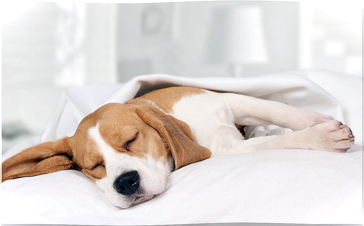 How much should a dog sleep?