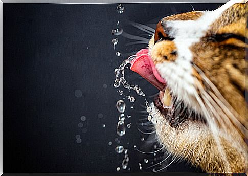 How much water does my cat have to drink?