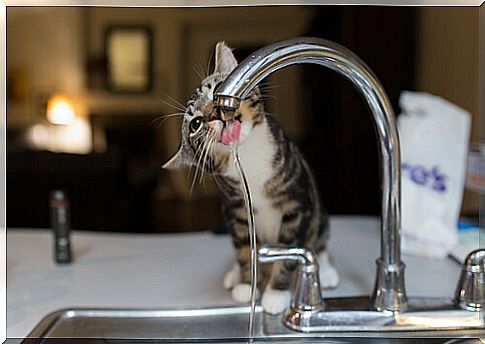 Cat drinking water