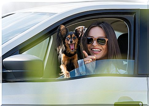 How to avoid the dizziness of the pet inside the car