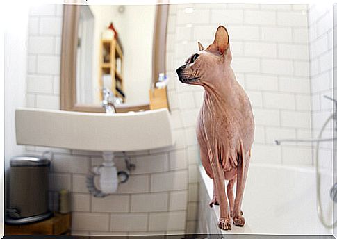 Hygiene of a hairless cat