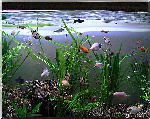 How to choose the plants for your aquarium?