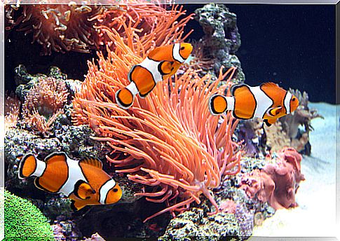 Clown fish swimming