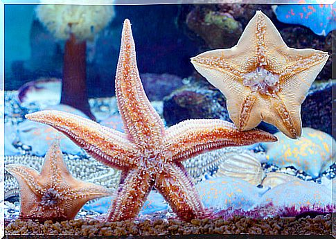 Starfish in an aquarium