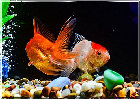 Alimentación para peces: consejos para que sea ideal