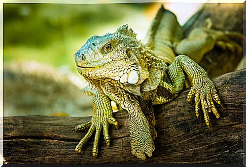 Basic iguana care