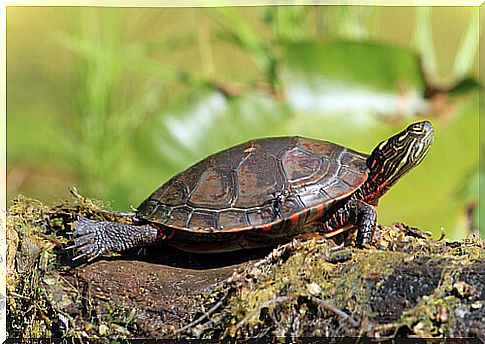 Painted turtle