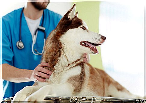 Husky in vet.