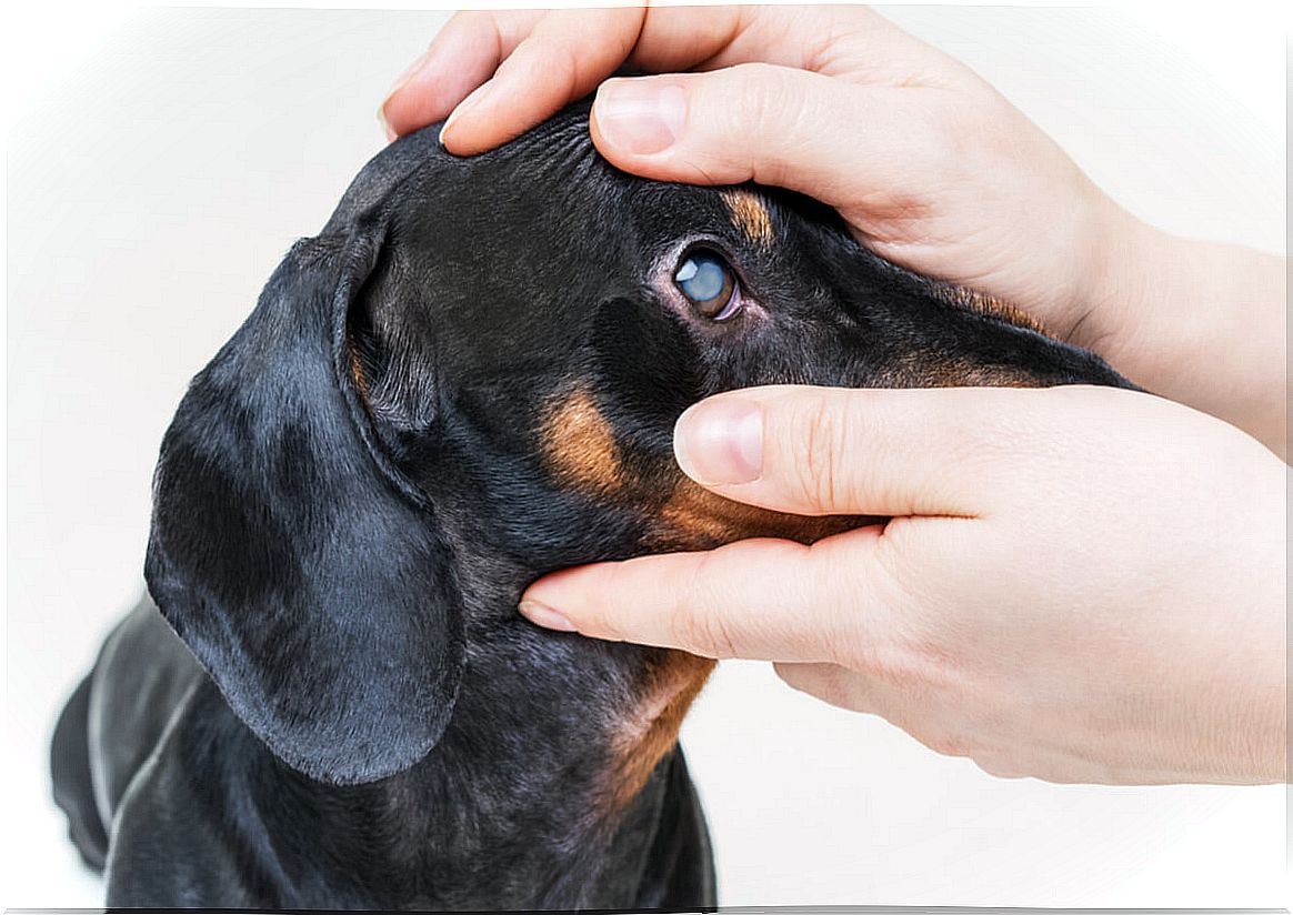 How to detect blindness in dogs early?