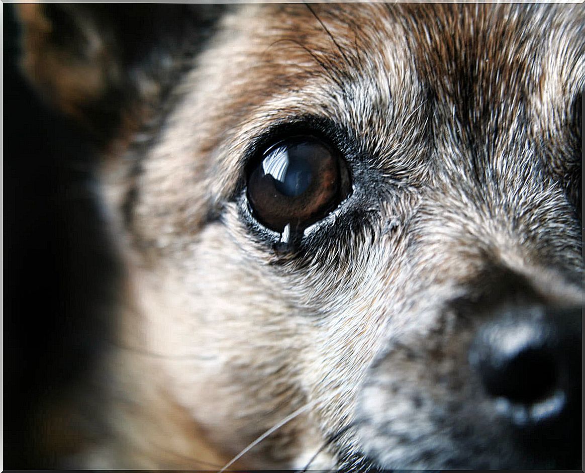 Eye of a dog.