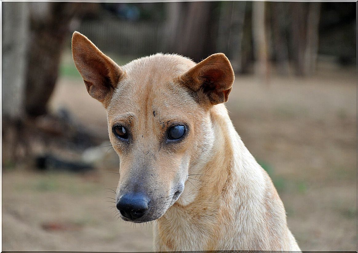 A dog with cataracts.