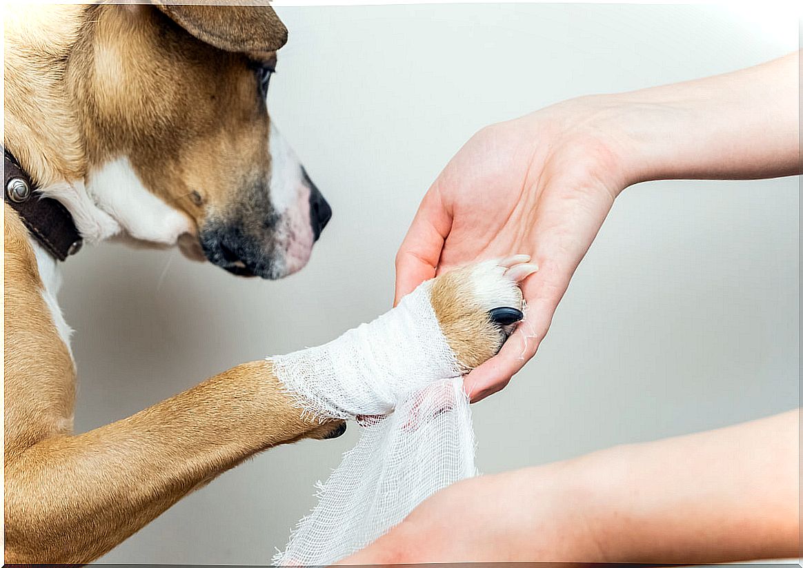 How to disinfect dog wounds from home?