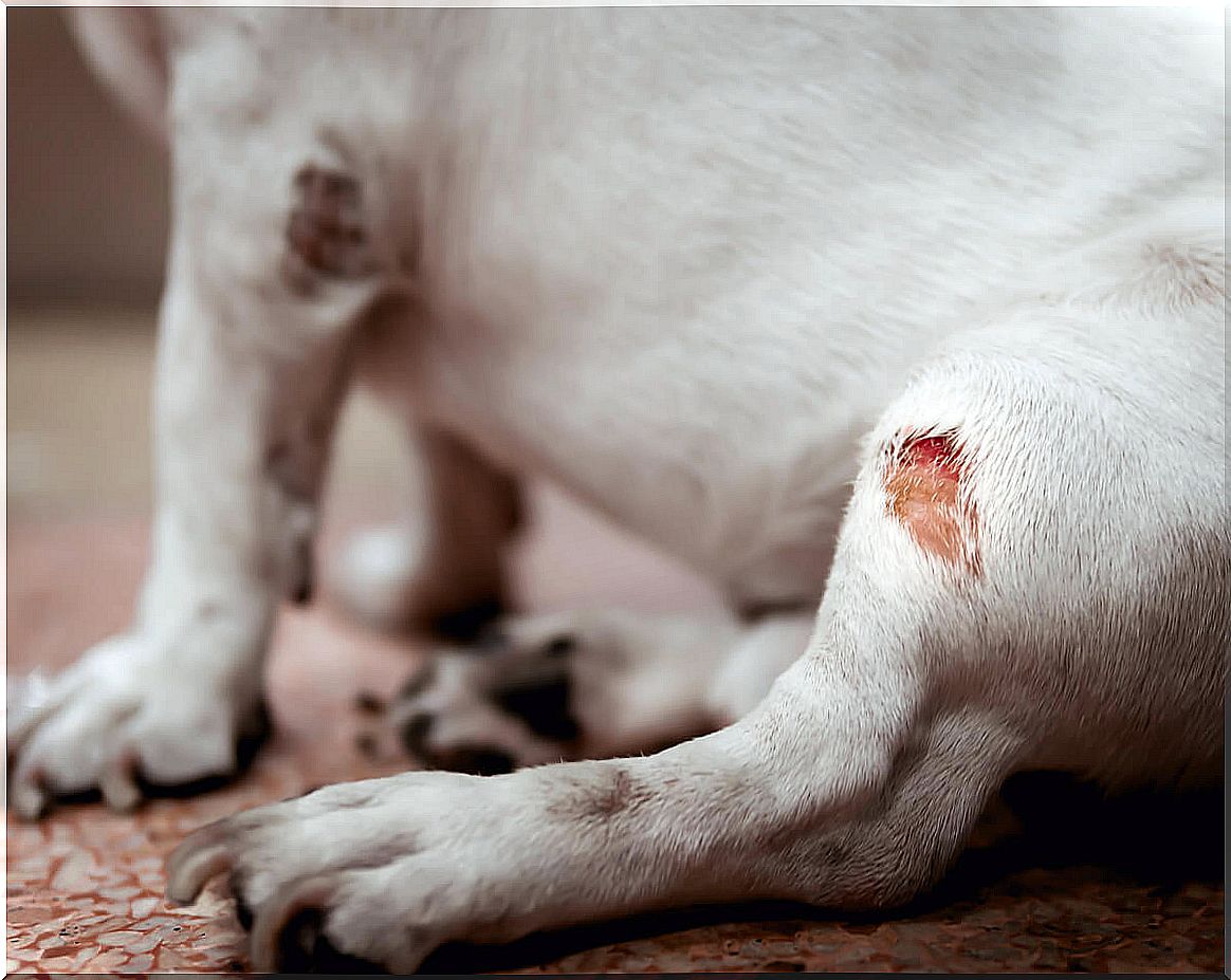 A sitting dog with a wound.