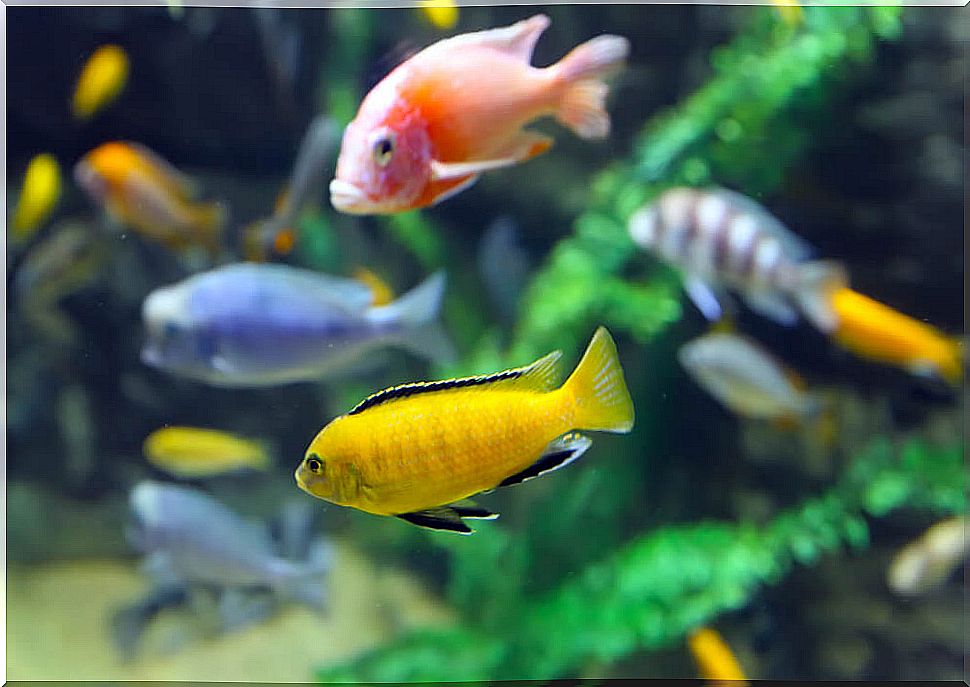 Fish against the aquarium glass.