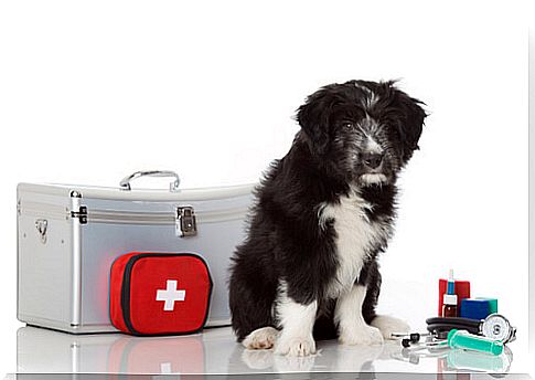 How to make a first aid kit for my pet