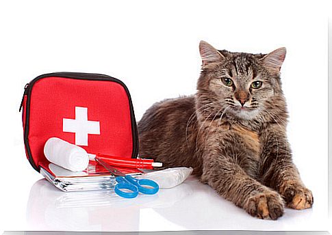 First aid kit for cats