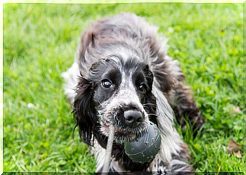 How to play with your English Cocker Spaniel?