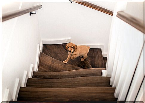 English cocker spaniel puppy