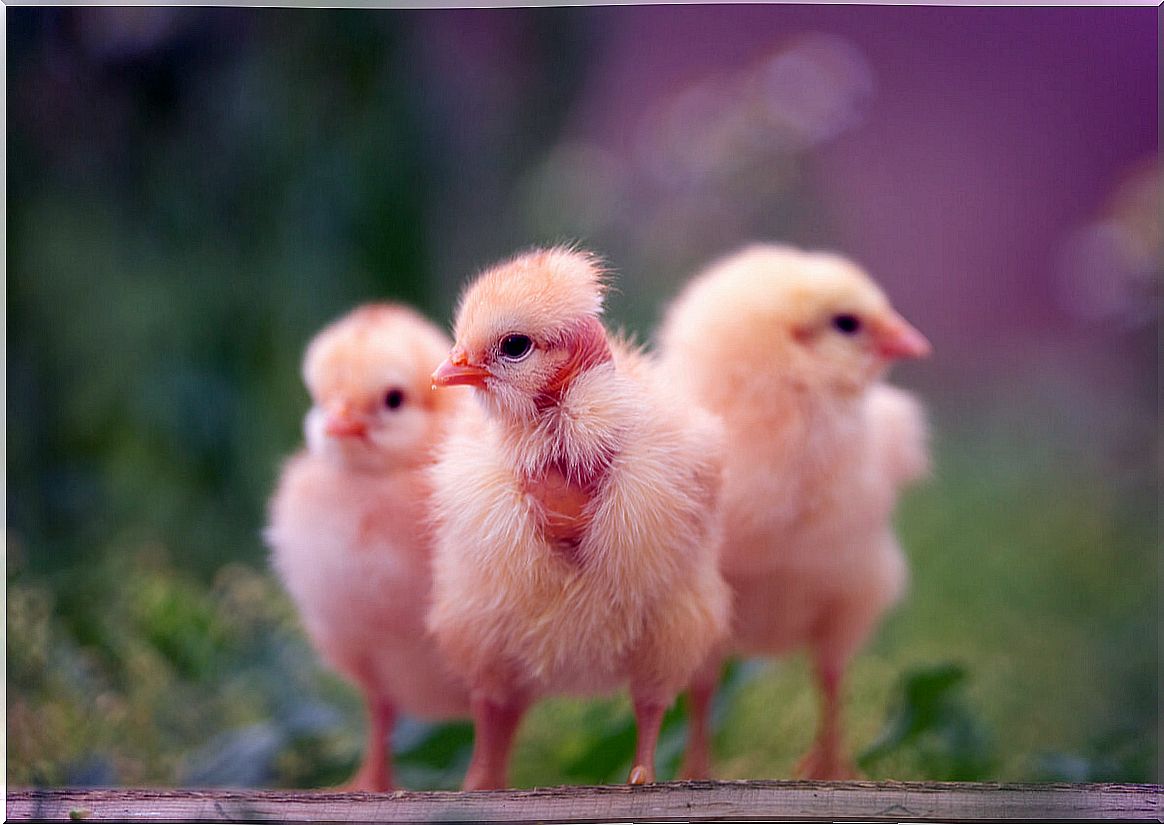 Three chicks in a natural environment.