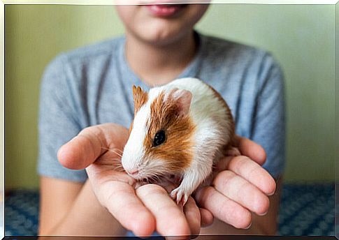 Raising a guinea pig