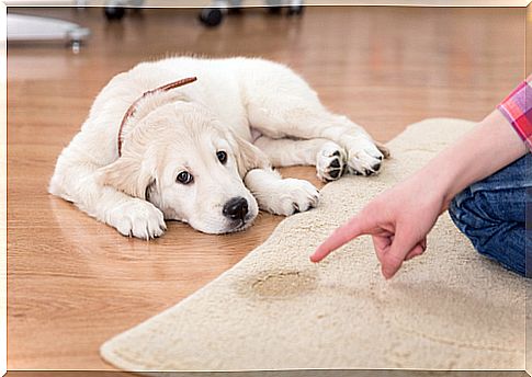 How to teach your puppy to be clean