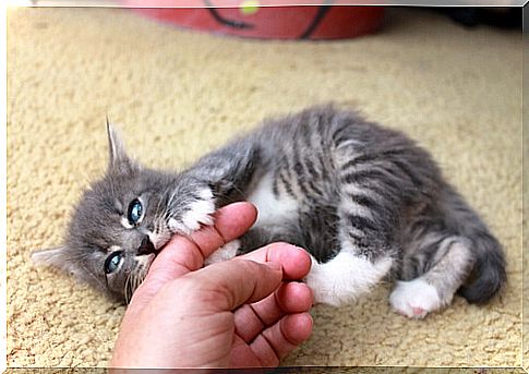 Cat biting a person's hand