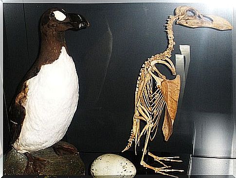 How we ended up with the giant auk