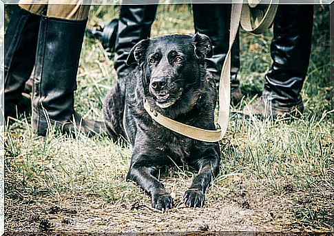 Los perros en la Segunda Guerra Mundial