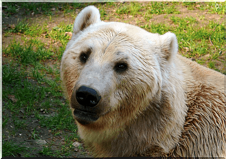 Grolar bear with white fur.