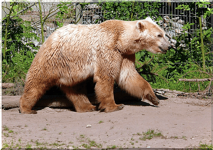 Brown grolar bear specimen.