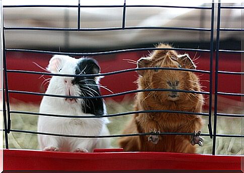 Ideas to improve your guinea pig's cage