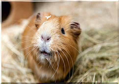 Noises in guinea pigs: meaning