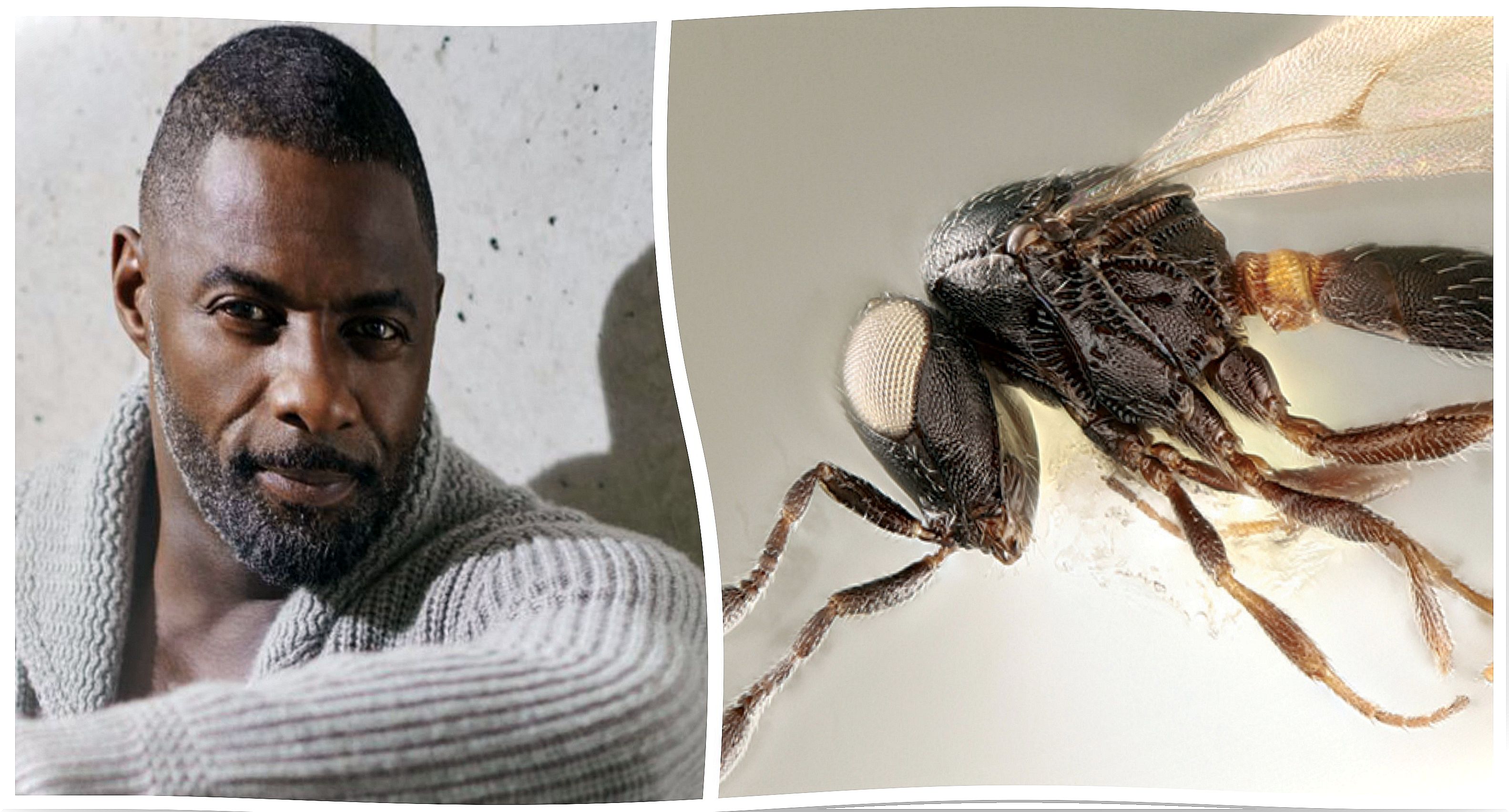 Idris elba: superhero in the fight against pests