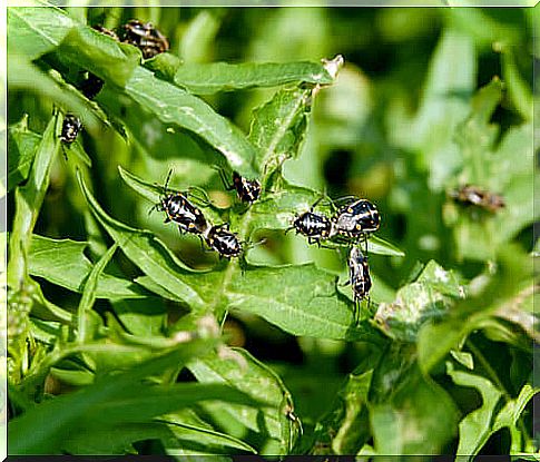 African insects mating.