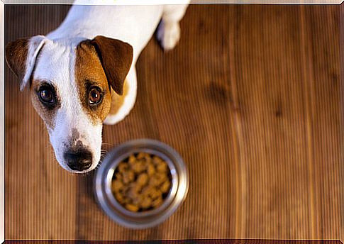 If your dog has stomach problems, follow these simple tips