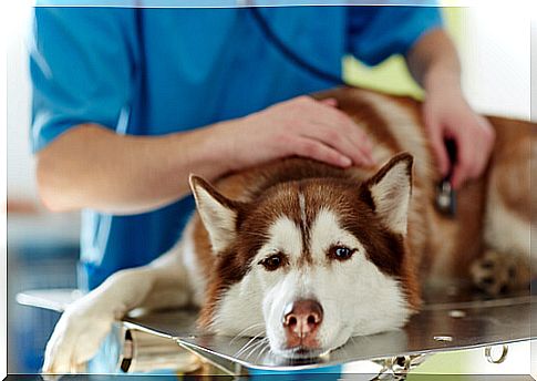 Canine distemper diagnosis: 