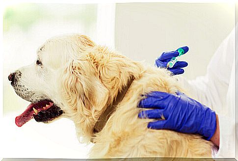 Veterinarian vaccinates a dog