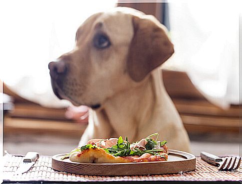 Vegan diet in dogs is it harmful to their health?