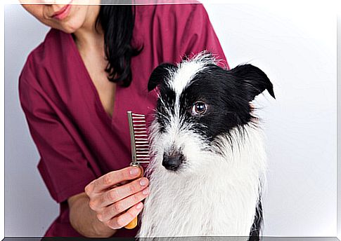 Cutting the dog's hair short